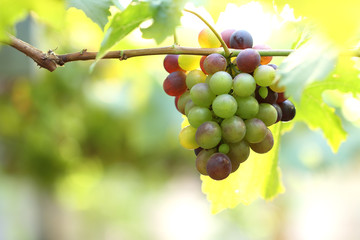 green and rose grapes background