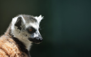 Ring-tailed lemur (lemur catta) 