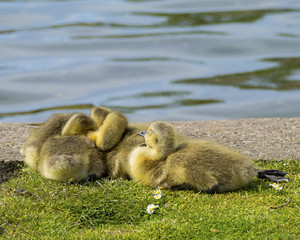 Ducklings