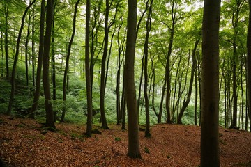 Buchenwald im Sommer