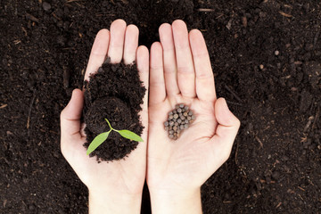 hands with plant and seeds
