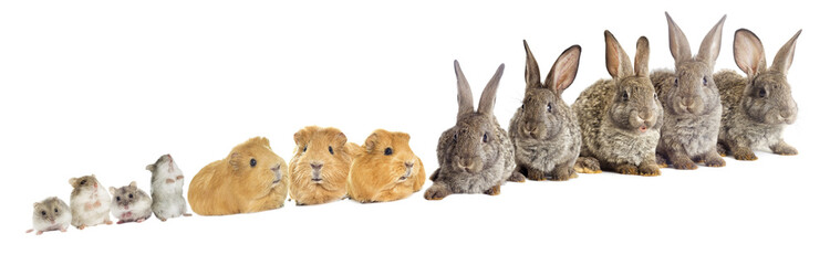 rodents set