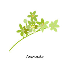 Avocado Flower. Honey planty. Botany. Honey flower colorful illustration. Isolated on white background. Vector eps10