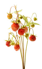 wild strawberry isolated