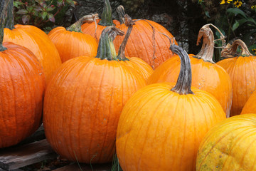 Large Pumpkins