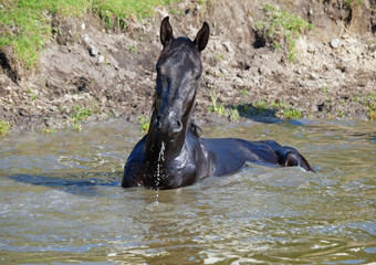 The black horse takes a natural bath