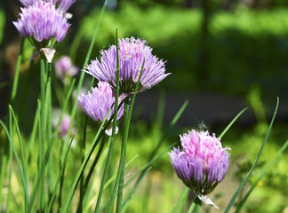 Garlic Chives flowers blooming in herb garden.Selective focus.Floral background.
