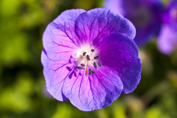 Purple flower at the park - macro