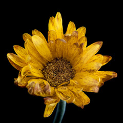 Fototapeta premium Life melancholy with a flower