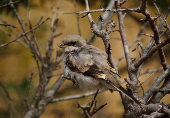 Young gray shrike among dry branches of bush