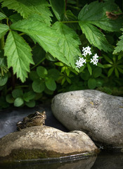 Brauner Frosch am Teich auf Stein sitzend