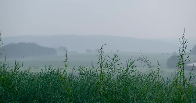 Raps in nebeliger Stimmung
