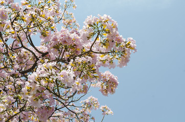 Pink flowers in a tree against blue sky