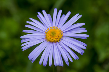 Violet Chamomile Summer Flower