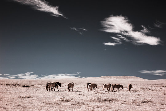An infrared view of nomadic life on the Mongolian steppe, Nomadic Homestead, Dashinchilen, Mongolia
