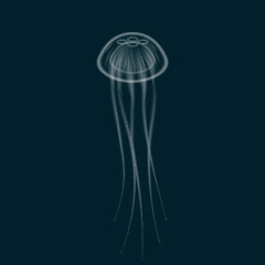 Jellyfish with tentacles transparent underwater