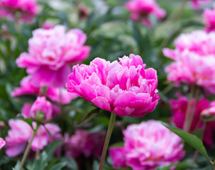Pink peonies on a bed in the park