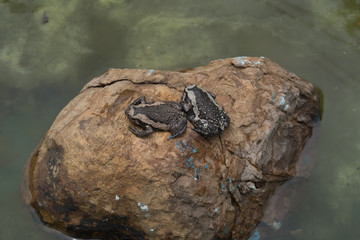 Bullfrog on a stone