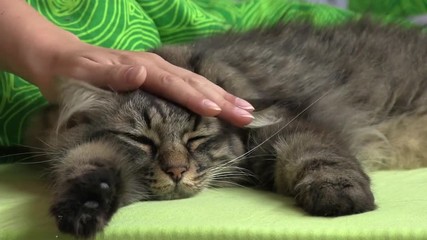 Фото девушка гладит кота Фото девушка гладит кота