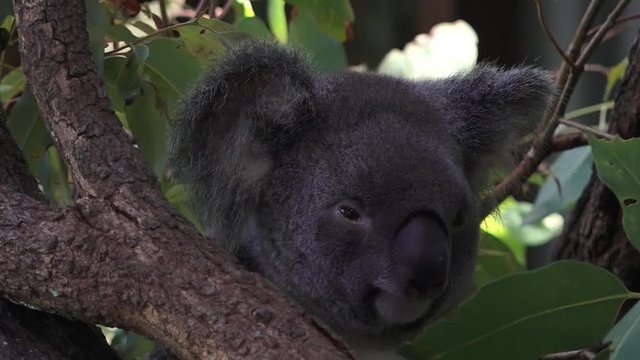 Baby cub Koala on a gum tree in Queensland, Australia