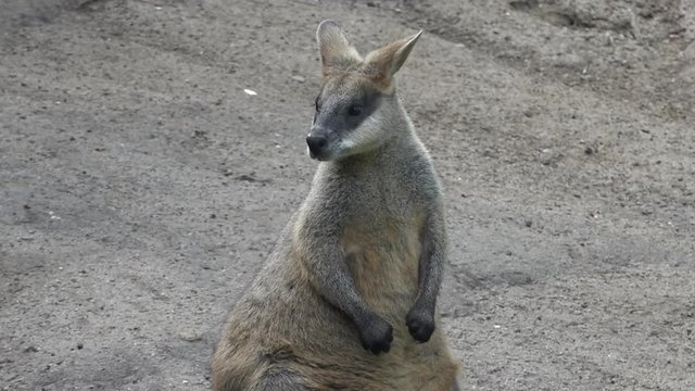 Agile wallaby in Queensland, Australia