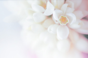 Obraz na płótnie Canvas Soft focus flower background with copy space. Made with lens-bab