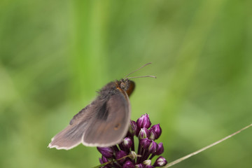 Furry butterfly that is sitting on a purple flower. Top view