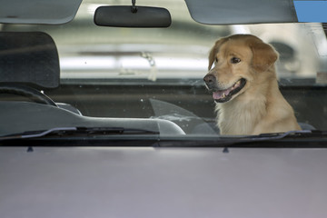 The dog wait owner in car