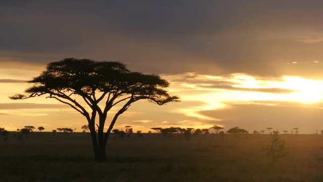 Typical African golden sunset with Acacia tree in Serengeti Tanzania