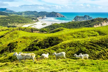 Deurstickers Westkust  3, Zuidereiland, Nieuw-Zeeland © A. Karnholz