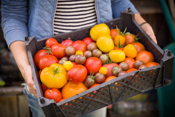 Close-up of woman's hands holding a big box of organic garden vegetables. Harvest in the garden. Healthy food. Yellow and red tomatoes in black box. Person with vegetables. Healthy eating concept.