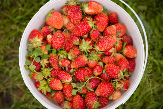 White bucket full of organic strawberries with bright yellow flower on green grass background. Garden harvest. Berries for healthy snack and dessert.