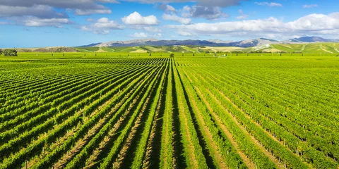 Afwasbaar Fotobehang Nieuw-Zeeland Vineyard Marlborough region, Nieuw-Zeeland