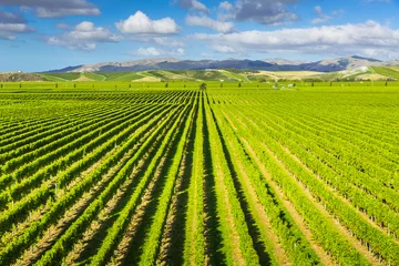Deurstickers Vineyard Marlborough region, Nieuw-Zeeland © A. Karnholz