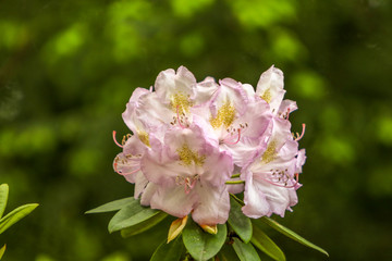 Rhododendren Blüte 