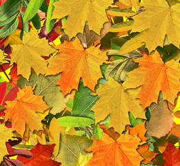 Naklejka na ściany i meble abstract background of autumn leaves