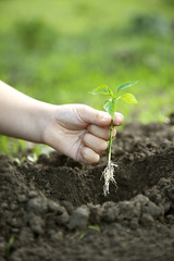 Green Sprout and Children Hands