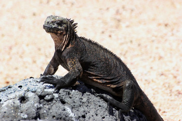 Marine Iguana resting on lava rocks at Santa Cruz Island in Galapagos Islands