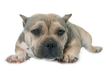 puppy american bully