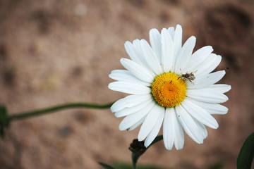 A daisy in a summer field 