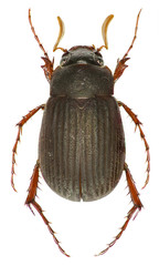 Scarab Beetle Maladera on white Background  -  Maladera holosericea (Scopoli, 1772)