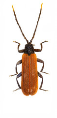 Net-winged Beetle on white Background  -  Platycis minutus (Fabricius, 1787)