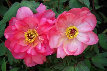 Papier peint photo Pivoines Pivoines roses à fleurs simples, parc floral Paris  © JFBRUNEAU
