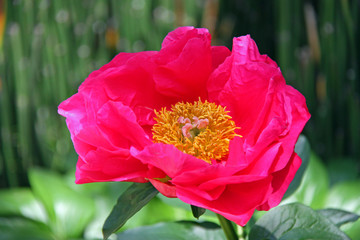 Pivoine rose foncé en mai, parc floral Paris