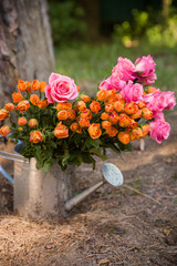 Beautiful colored roses flowers in an old metal watering can on the ground in the garden. A bunch  of fresh cut orange and pink roses. Present, gift. Countryside background.
