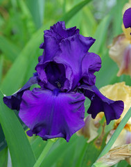 Iris bleu indigo au printemps, Jardin des Plantes Paris