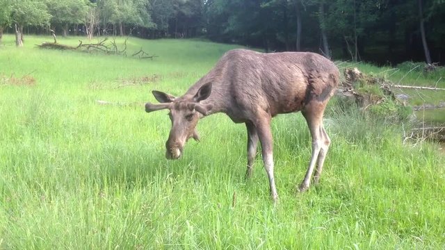 Elch frisst Gras in der Wiese am Waldrand und See