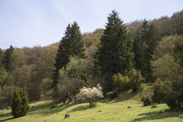Waldlandschaft mit verschiedenen Baumarten