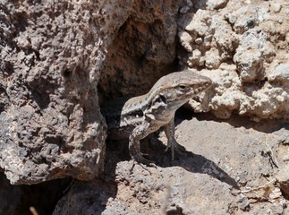 Eidechse schaut aus einem Felsen