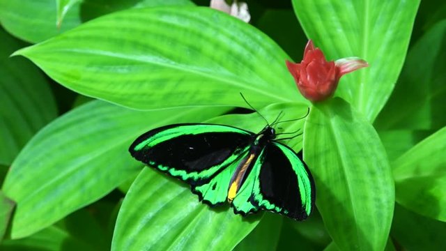 Cairns Birdwing (Ornithoptera euphorion) sits on a plant in the rainforest of Queensland, Australia is Australia's largest endemic butterfly species